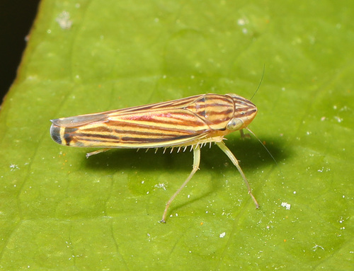 Yellow-striped Leafhopper