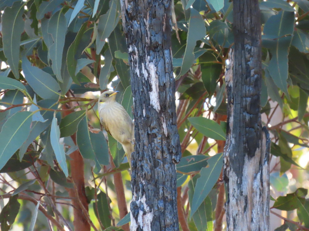 Fuscous Honeyeater from Woy Woy NSW 2256, Australia on June 17, 2023 at ...