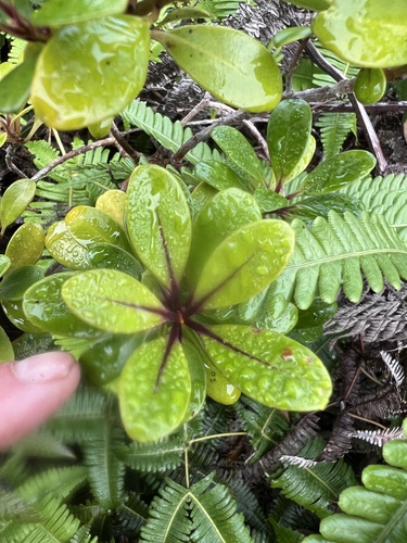 Myrsine sandwicensis observed 2024-05-02