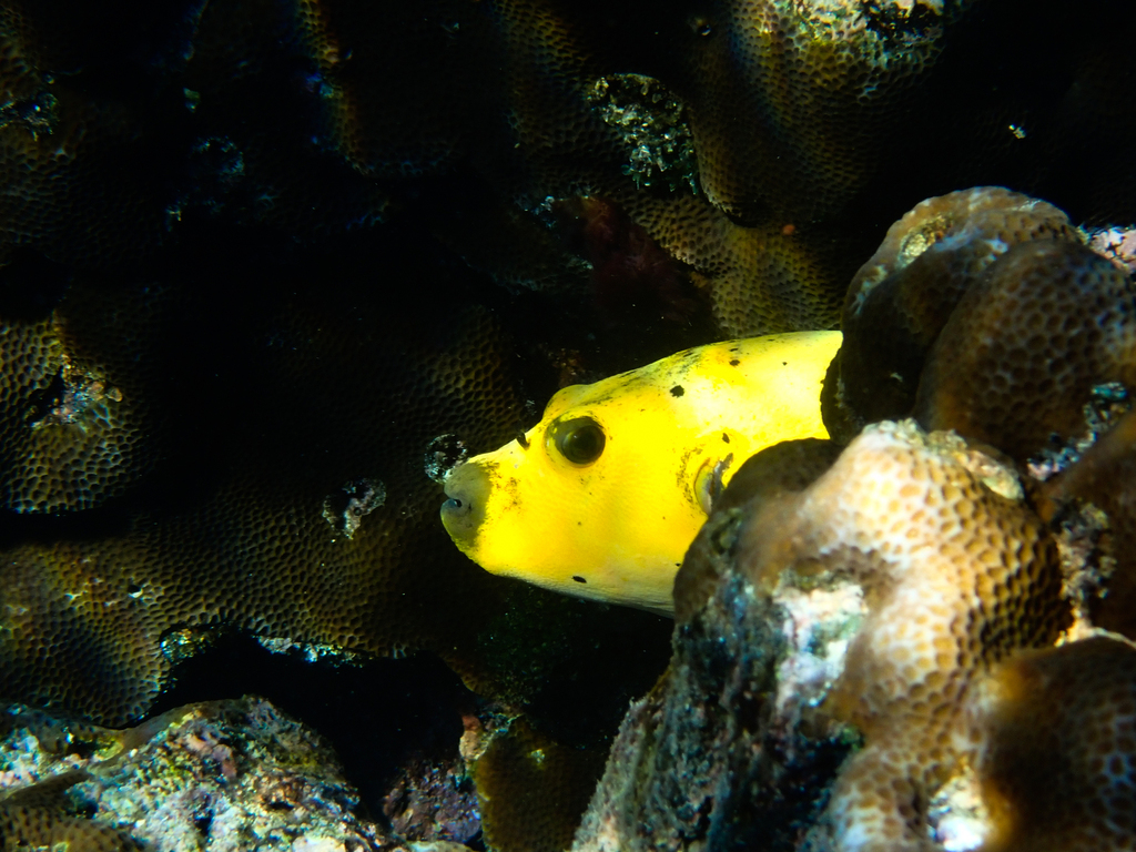 Blackspotted Puffer from Tinian, MP on January 9, 2022 at 02:07 PM by ...