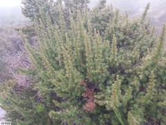 Cliffortia tridentata