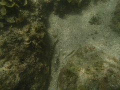 Halichoeres notospilus