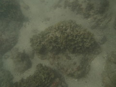 Padina durvillei