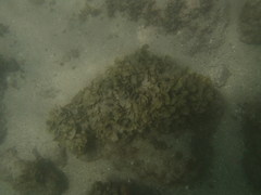 Padina durvillei
