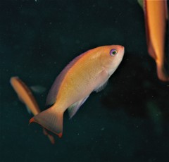 Pseudanthias hypselosoma