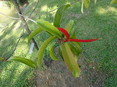 Garcinia atroviridis