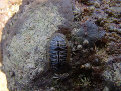 Chiton albolineatus