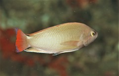 Pseudanthias hypselosoma