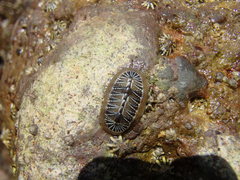 Chiton albolineatus