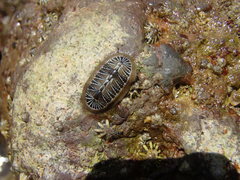 Chiton albolineatus