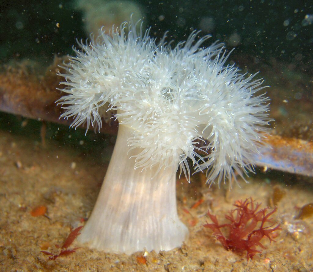 Plumose Anemone