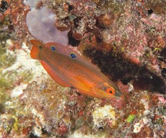 Halichoeres biocellatus