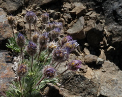 Erigeron salishii