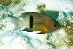 Plectroglyphidodon dickii