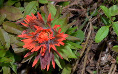 Castilleja chambersii