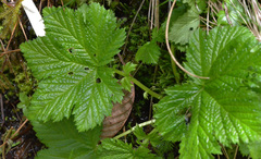 Filipendula occidentalis