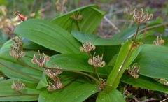 Scoliopus hallii
