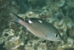Twinspot Snapper photo 3