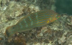 Halichoeres melanurus