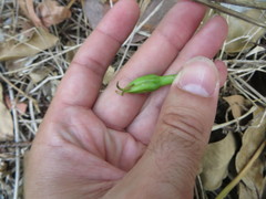 Ipomoea alba image