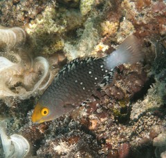 Filament-Finned Parrotfish photo 3