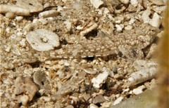 Diplogrammus goramensis