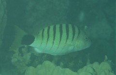 Lutjanus semicinctus