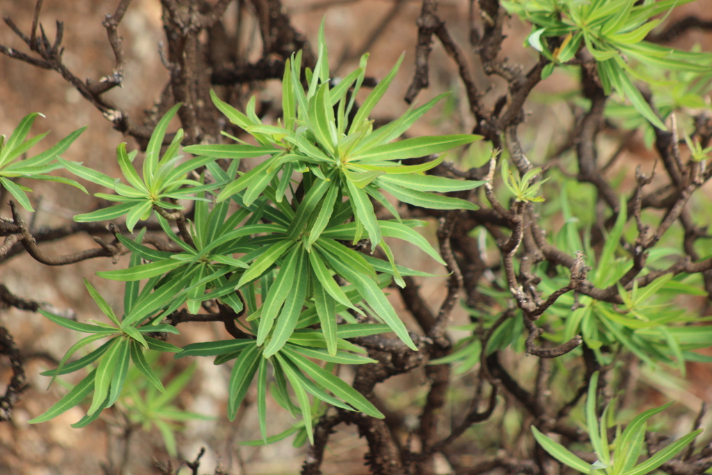 Dendroseris neriifolia