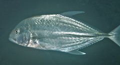 Caranx papuensis