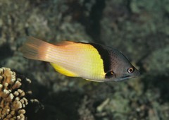 Bodianus mesothorax