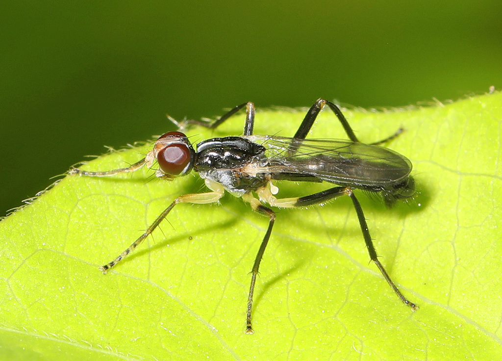 Cordilura varipes