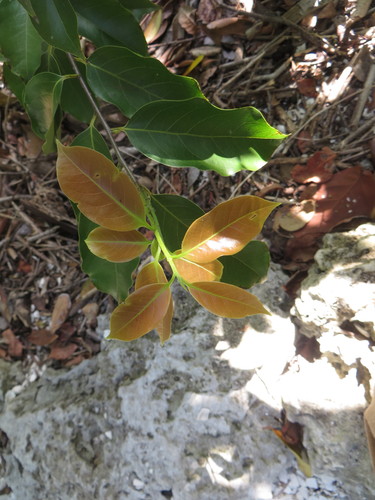 Pepperleaf sweetwood (Licaria triandra)