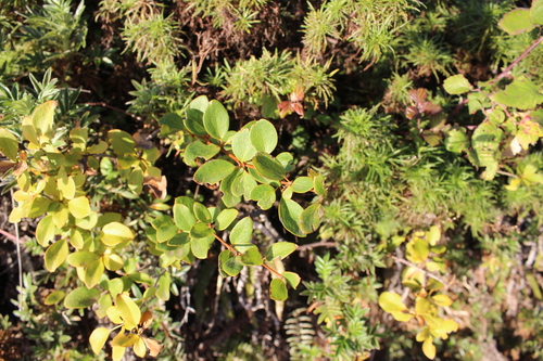 Berberis corymbosa observed 2024-04-06