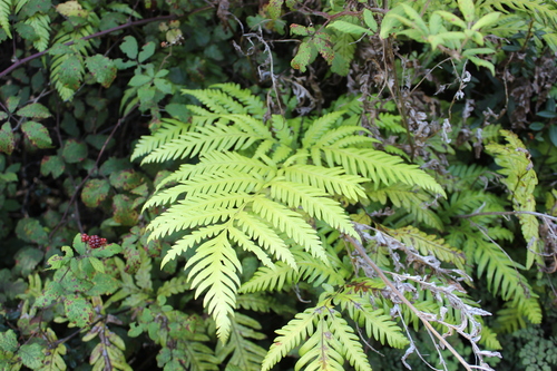 Pteris berteroana observed 2024-04-06