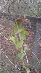 Aristolochia taliscana