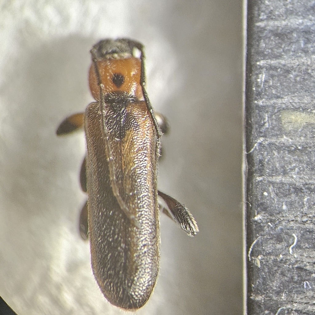 Phymatodes maculicollis