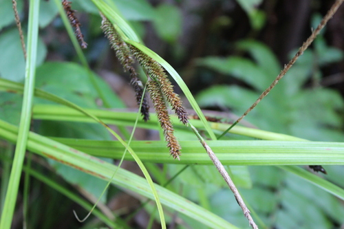 Carex berteroniana thumbnail