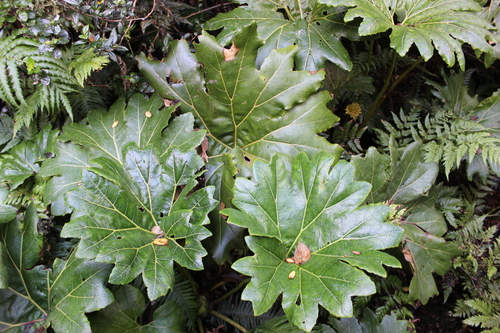 Gunnera bracteata observed 2024-04-06
