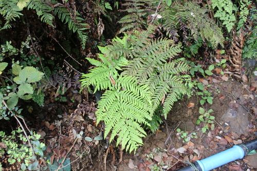 Megalastrum inaequalifolium observed 2024-04-06