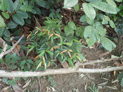 Syzygium myrtifolium