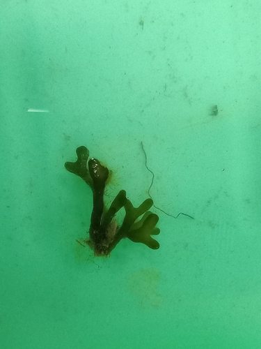 Codium isthmocladum observed 2024-05-02