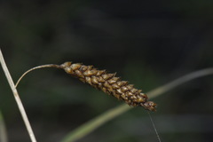 Carex flagellifera