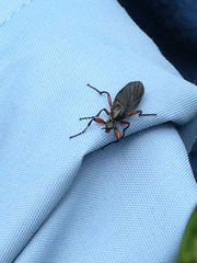 Bibio femoratus