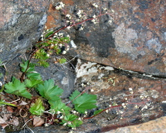 Heuchera glabra
