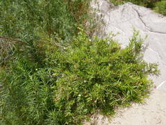 Cephalanthus salicifolius
