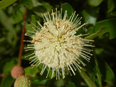 Cephalanthus salicifolius
