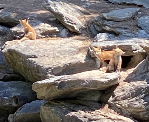 Red Fox photographed in Georgia