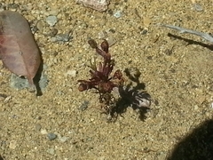 Amblyopappus pusillus