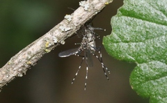 Aedes sierrensis