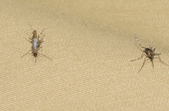 Aedes sierrensis